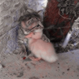 cat duck cute kitten wholesome freetoedit
