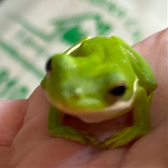 frogbaby2