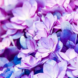 purple flower beautiful closeupflower freetoedit