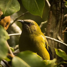 newzealand nativebird bird bellbird korimako green myhome freetoedit