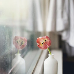 beauty tulpe tulips flowers floral spring fensterbank windowsill window