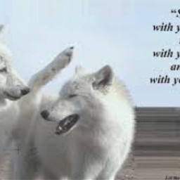 relsitwolves wolf wolves wolfqoutes obxseason3