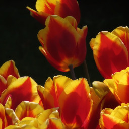 flower tulips tulipsflower myphotography
