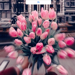freetoedit wearasmile flowers tulips pink cute city spring springaesthetic reminder message srcwearasmiletoday wearasmiletoday