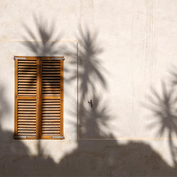 window beige wall palm summer unsplash freetoedit