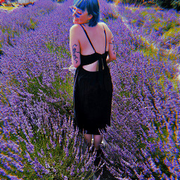 freetoedit lavender flowers bluehair