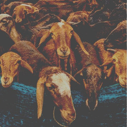 animal animals goat goats cute aesthetic wallpaper goats4life ninahayess freetoedit local 2021memories