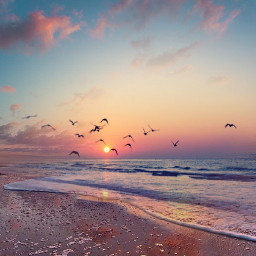 freetoedit sunset sea birds