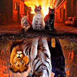 imagination art animal animales animals tiger lion leones leonbs leonas fondosdepantalla fondo freetoedit