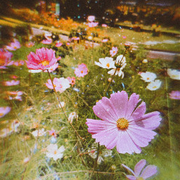 nature beauty flowers flower floral filter picsart picsartedit picsarteffects imagination fantasy oriartbr replay picsartreplay nice trend freetoedit