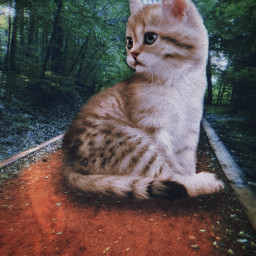 mastershoutout cat giantanimals giantcat road nature autumn kitty pet beautiful freetoedit