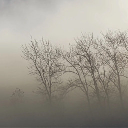 angeleyesimages gorgeous beautiful fog mist trees landscape landscapephotography nikon freetoedit picoftheday