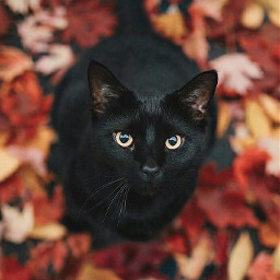 freetoedit cat animal october autumn fall halloween blackcat