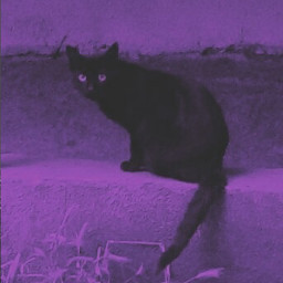 freetoedit black perpule aesthetic dark cat