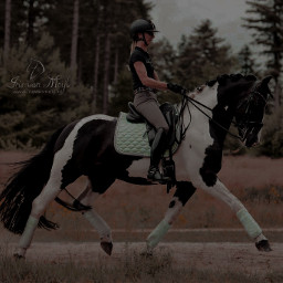freetoedit horse equestrian dressage