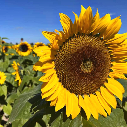 sunflower naturephotography flowers freetoedit local