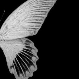 freetoedit edit aesthetic moth butterfly blackandwhite