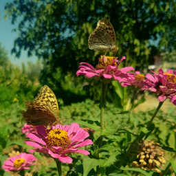flower🌸🌺 butterfly flowers nature flowersforlove naturelove freetoedit flower