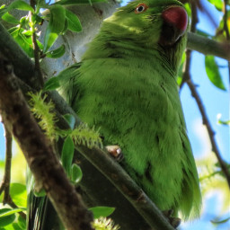 nature tree branches parakeetlove myphotography