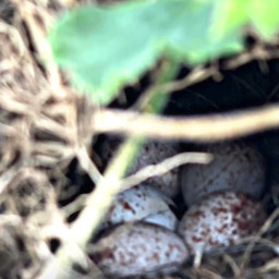 freetoedit eggs nest birds petsandanimals