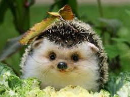 animal hedgehog cute picsart followforfollow like4like comment share repost freetoedit