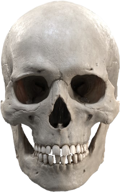 skeleton skull freetoedit