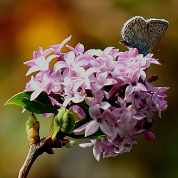 nature flowers blossom lilac insect butterfly inmygarden myphotography freetoedit
