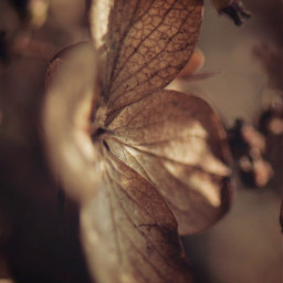 freetoedit photography closeup driedflowers local